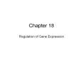 Regulation of Gene Expression PowerPoint PPT Presentation