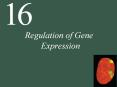 Regulation of Gene Expression PowerPoint PPT Presentation