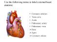Use the following terms to label external heart anatomy PowerPoint PPT Presentation
