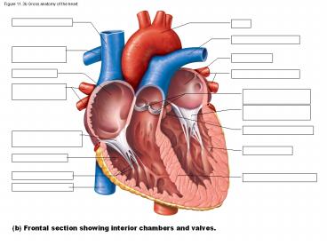 Figure 11.3b Gross anatomy of the heart.