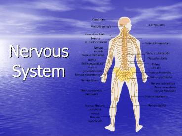 Nervous System