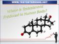 Where is Testosterone Produced in Human Body PowerPoint PPT Presentation