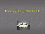 Producing%20Quality%20Meat%20Rabbits