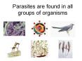 Parasites are found in all groups of organisms PowerPoint PPT Presentation