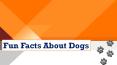 Fun Facts About Dogs PowerPoint PPT Presentation