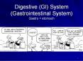 Digestive (GI) System (Gastrointestinal System) Gastro = stomach