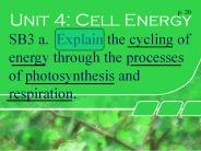 Unit 4: Cell Energy