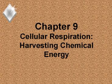 Chapter%209%20%20%20Cellular%20Respiration:%20Harvesting%20Chemical%20Energy