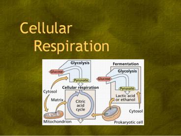 Cellular    Respiration