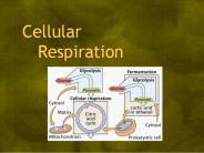 Cellular    Respiration