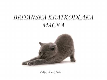 BRITANSKA KRATKODLAKA MACKA