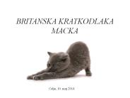 BRITANSKA KRATKODLAKA MACKA