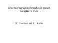 Growth of remaining branches in pruned Douglas-fir trees PowerPoint PPT Presentation