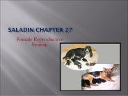 Saladin Chapter 27