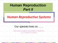 Human Reproductive Systems PowerPoint PPT Presentation