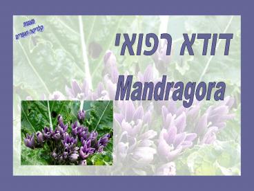 Mandragora