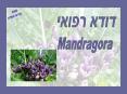 Mandragora PowerPoint PPT Presentation