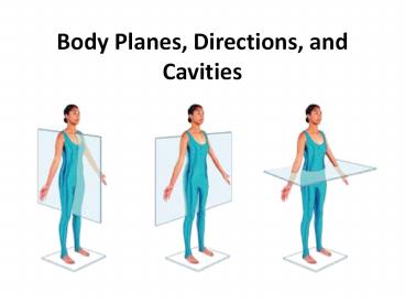 Body Planes, Directions, and Cavities