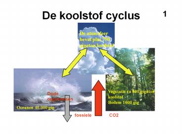 De koolstof cyclus