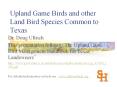 Upland Game Birds and other Land Bird Species Common to Texas PowerPoint PPT Presentation