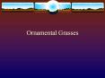 Ornamental Grasses PowerPoint PPT Presentation