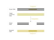 Examples of composite transposons