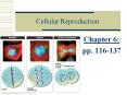 Cellular Reproduction PowerPoint PPT Presentation