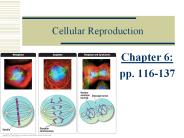 Cellular Reproduction