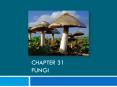 Chapter 31 Fungi PowerPoint PPT Presentation