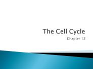 The Cell Cycle