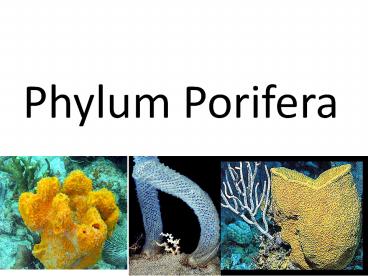 Phylum Porifera