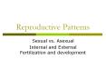 Reproductive Patterns PowerPoint PPT Presentation