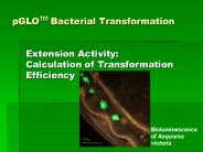 pGLOTM Bacterial Transformation
