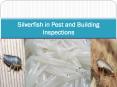 Silverfish in Pest and Building Inspections PowerPoint PPT Presentation