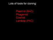 Plasmid (BAC)