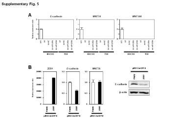 Supplementary Fig. 5