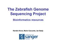 The Zebrafish Genome Sequencing Project  Bioinformatics resources