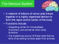 The Nervous System PowerPoint PPT Presentation