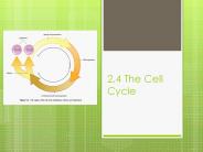 2.4%20The%20Cell%20Cycle