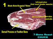 Dorsal Process or Feather Bone