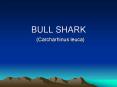 BULL SHARK PowerPoint PPT Presentation