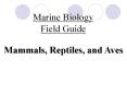 Marine Biology PowerPoint PPT Presentation