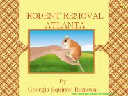 Specialized and Affordable Rodent Removal in Atlanta