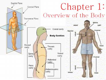 Overview of the Body