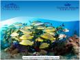 Too Busy packing for Cayman? Have a quick view at THINGS TO DO AT CAYMAN! PowerPoint PPT Presentation