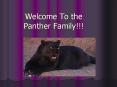 Welcome To the Panther Family!!! PowerPoint PPT Presentation