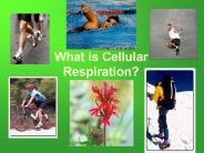 What is Cellular Respiration?