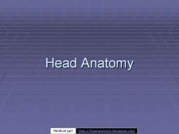 Head Anatomy