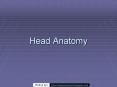 Head Anatomy PowerPoint PPT Presentation
