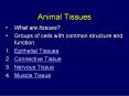 Animal Tissues PowerPoint PPT Presentation